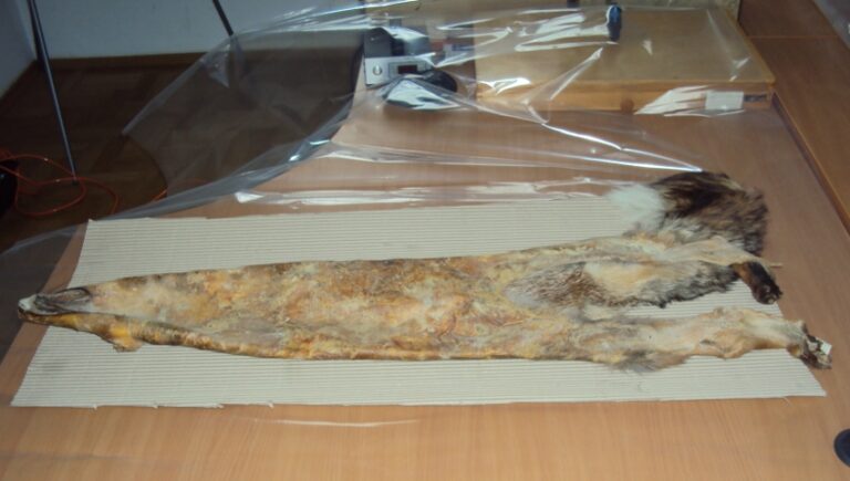 bialowieza_veloxy_11