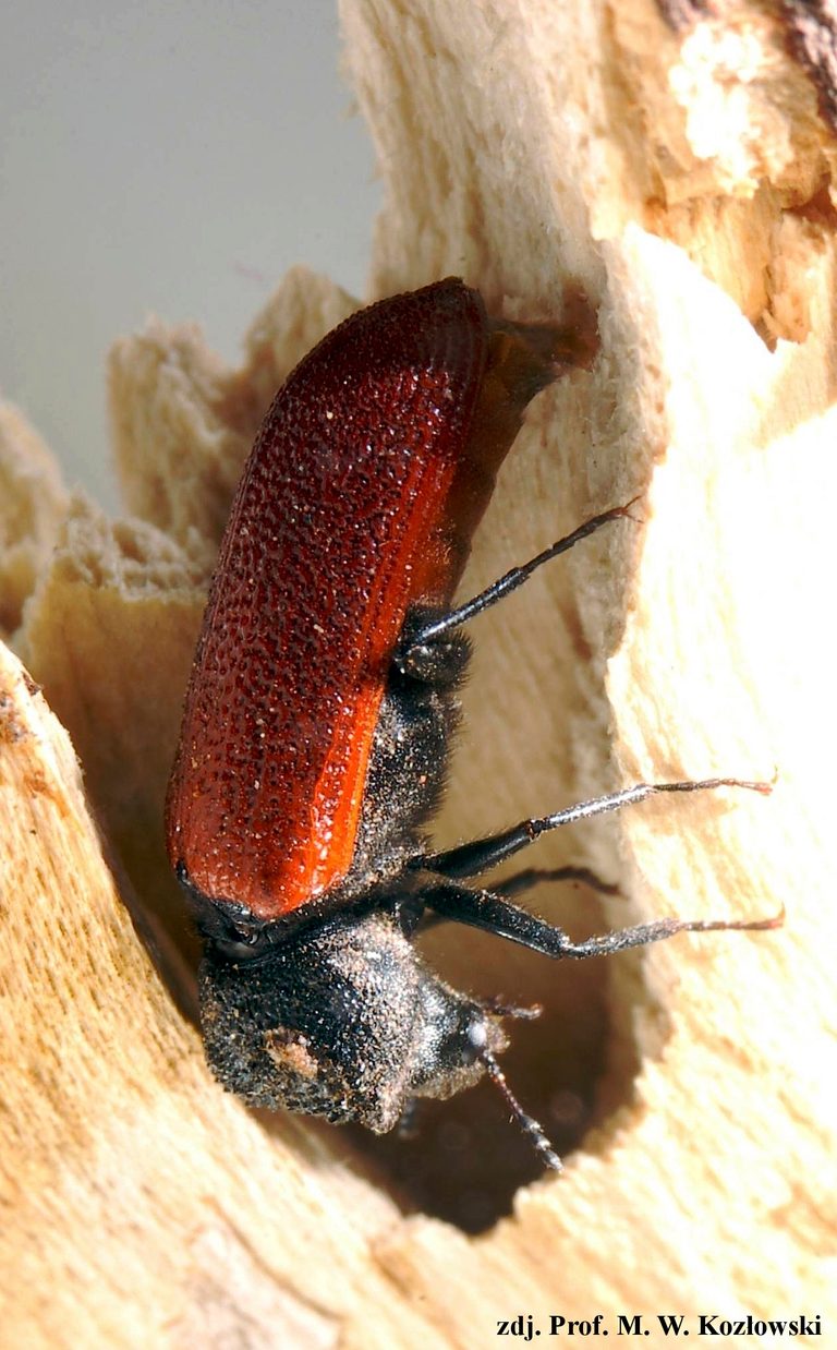 bostrichus capucinus kapturnik ceglasty