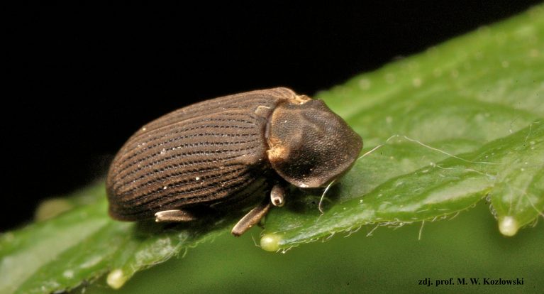 hadrobregmus pertinax anobium pertinax koatek uparty