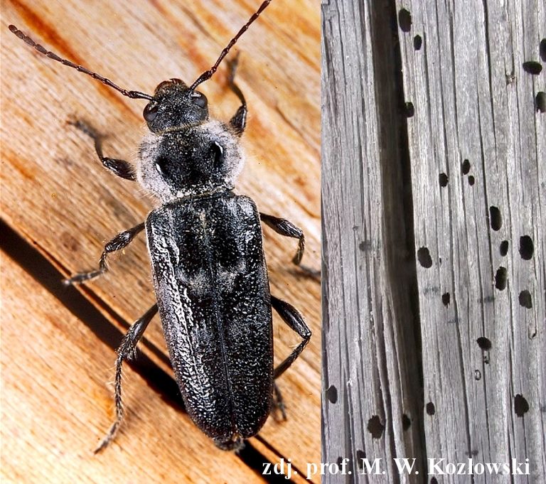 hylotrupes bajulus spuszczel pospolity