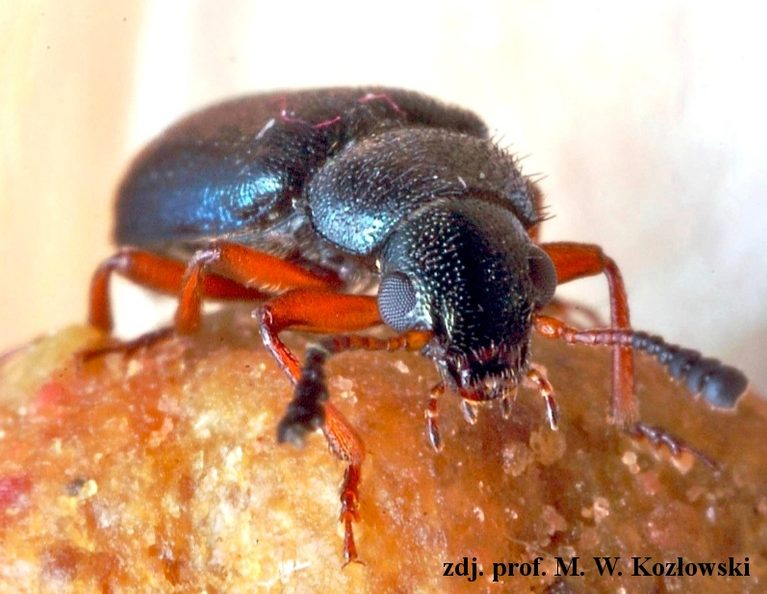 necrobia rufipes nacierwek rudonogi