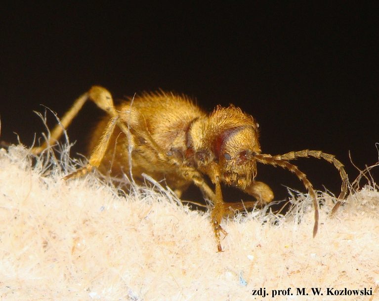 niptus hololeucus pustosz wypuklak