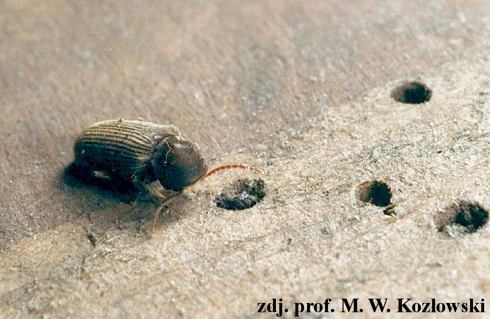 priobium carpini krokwiowiec pikorony