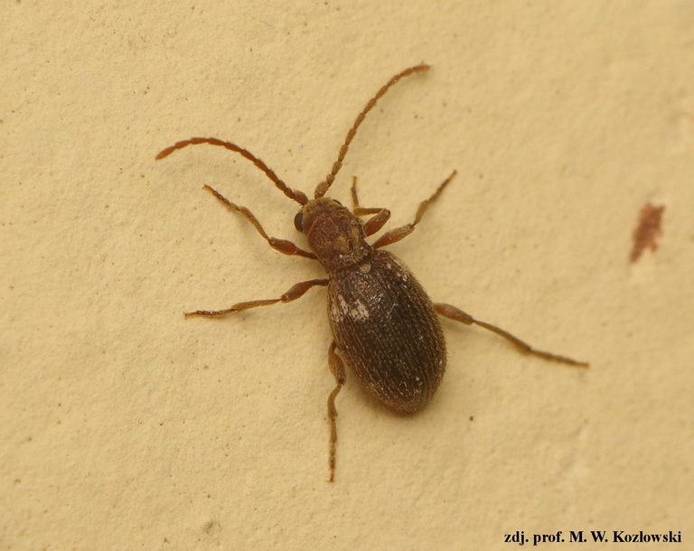 ptinus villiger pustosz kosmatek