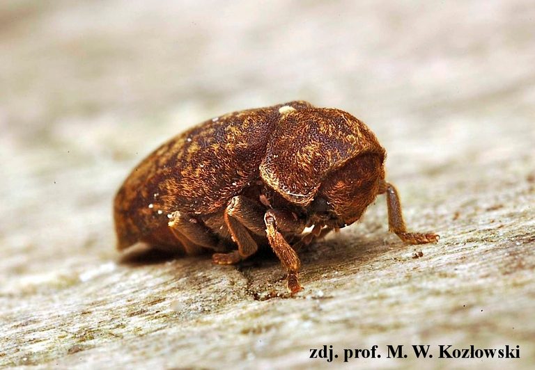 xestobium rufovillosum tykotek pstry